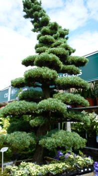 Roots n Shoots Photo