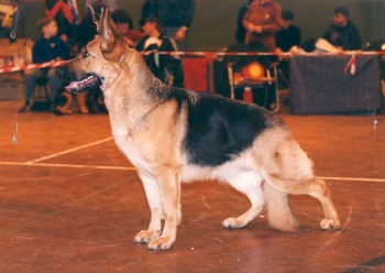 C Lassie Dog Grooming Photo