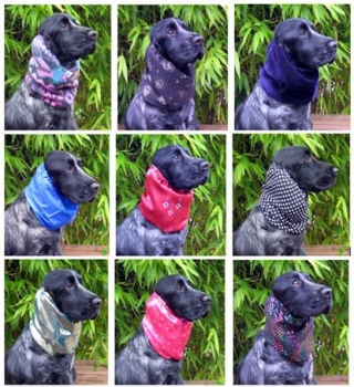 C Lassie Dog Grooming Photo