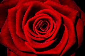 Red Rose Removals Photo